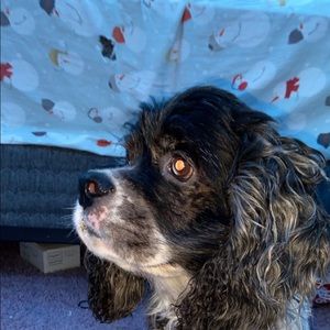 Meet your Posher, Amber